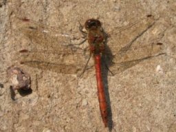 natur2010bild28
